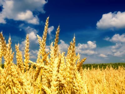 Более 5 млн тонн зерна планируют собрать аграрии акмолинской области