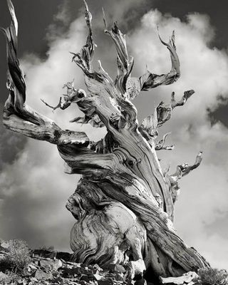 «Древние деревья: портреты времени» фотограф бет мун (beth moon)