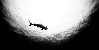 Фотограф jorge cervera hauser - акулы