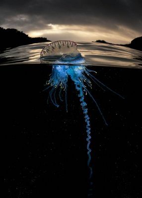Фотограф мэтти смит - подводно-надводный мир