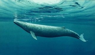 Экологи объединились с порносайтом для защиты китов
