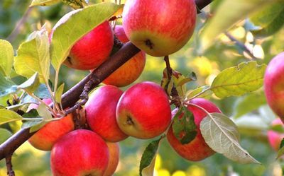 Как можно «заставить» плодовые деревья приносить урожай дважды в год