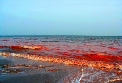 Красный прилив стал причиной экологического кризиса в чили