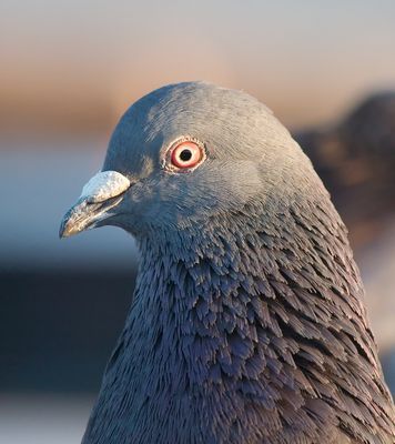 Международный «слет» голубей пройдет на южном урале - «новости челябинска»