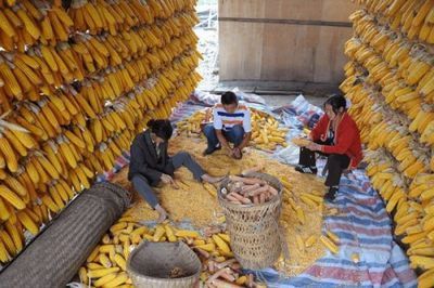 Украинская кукуруза не находит сбыта в китае - «экономика»