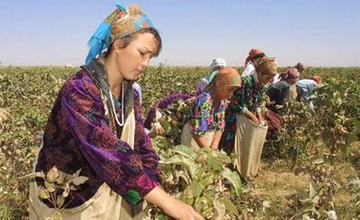 Узбекистан: очередной вид подневольного труда — сбор гусениц - «экономика»