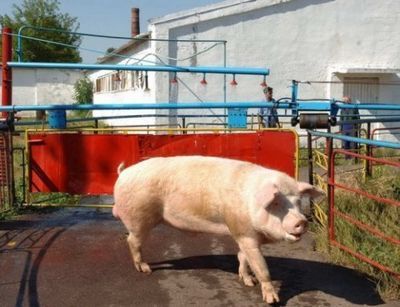 В приднестровье введен запрет на свинину из молдавии - «экономика»