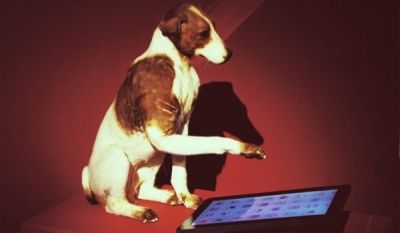Животные выбирают ipad (животное, выбирать, ipad) Животные выбирают ipad